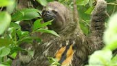 A wild Sloth feeds in the trees of the Amazon jungle. Closeup 4K...