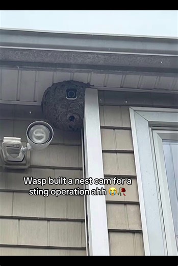 Wasp Nest Cam: Capturing Nature's Intrigue