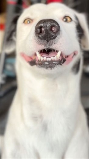 My dog's reaction to the viral trend was NOT what I expected