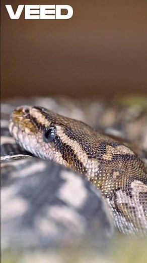 Python vs Boa Key (ANIMAL COMPARISON) #factshorts #animals #documentary