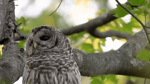 Owl Stays Calm While Repeatedly 'Dive Bombed' by Birds in Meme-Worthy Video