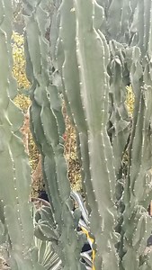 18 reactions | Cereus repandus ⭕Pot 60*60 cm ⬆️Hauteur 3m50 avec le pot 9 rue khedija Bent khouiled menzah 6 29542942 Livraison sur toute la Tunisie #cereusrepandus #lesvertstunisie | Les Verts Tunisie | Facebook