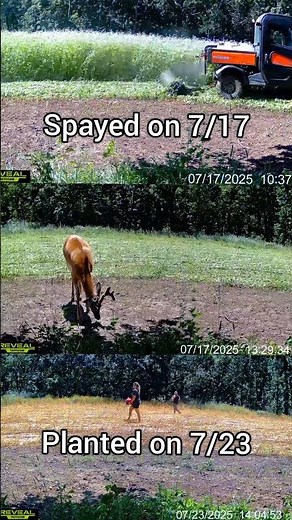 Incredible Food Plot Method | Buckwheat No Till #foodplots #deerhunting