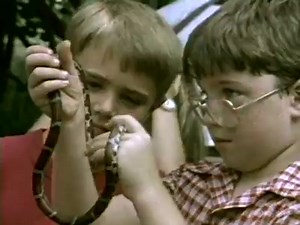 89K views · 289 reactions | CONSERVATION FLASHBACK (1988) "The Snakes' Tale" -- Myths about snakes abound, but the truth about them is just as intriguing. This film shows how snakes mate, give birth and feed; how they protect themselves from danger; and how they sense the world around them. Richard Kiley narrates. Celebrating 80 years of conservation in Missouri. -- Kipp@MDC | Missouri Dept. of Conservation | Facebook