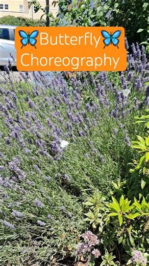buterfly dance, choreography, symbolism, nature, beauty, in the moment