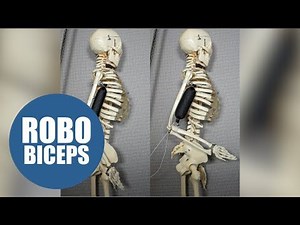 Humanoid robots a 'strong' step closer with synthetic muscle