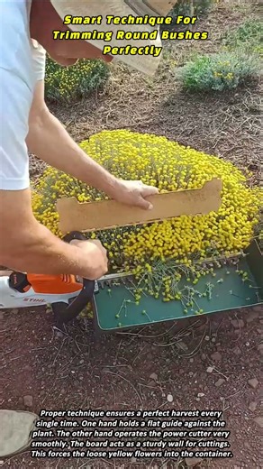 Smart Technique For Trimming Round Bushes Perfectly
