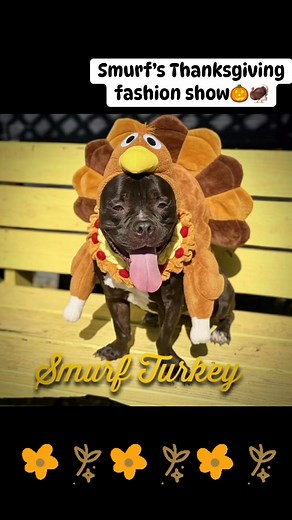 SMURF invites you to her "Thanksgiving Fashion Show"! Which is your favorite? We think she's a treasure no matter how she's dressed! Bastrop County Animal Services, 589 Cool Water Dr., Bastrop TX Adoption Hours: Tues-Sat | 10:30am-4:30pm | Bastrop County Animal Services