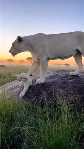 Kijuan Peace Huff on Instagram: "😍🥰 Cubs keeping the energy up • White lion cubs are rare, beautiful variations of African lions, born from parents carrying a recessive gene (leucism), not albinism, resulting in white fur but often blue/gold eyes and normal pigmentation on pads/lips. These cubs are highly visible, making survival challenging in the wild due to predators, though they are born with a fighting spirit, often born in South Africa’s Timbavati region. . . . . #lions #animals #wildani