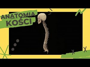 Anatomia kości #11 - Kręgi lędźwiowe, Kość krzyżowa, Kość guziczna