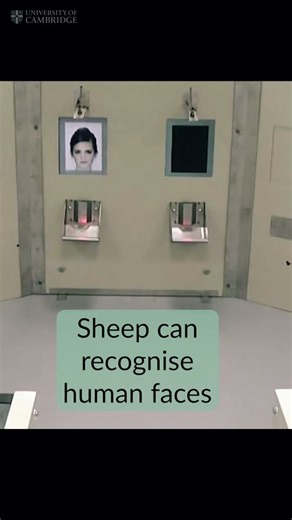 Sheep Can Recognise Human Faces - Fascinating Discovery