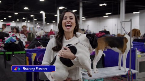 Full list of breeds by group at the 2024 National Dog Show