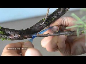 Grafting Bonsai introduced