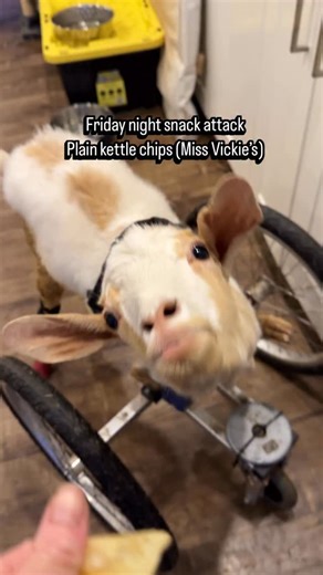Black Goat Farm Sanctuary on Instagram: "Roo has been abusing her snack bell tonight and it’s only 6 pm 😂🛎️. Enjoy a full minute of crunching, ringing and guilting me into “just one more”. You try saying no to that face 🥺, it’s impossible! Tonight’s snack of choice is one of Roos favorites : plain kettle chips. She doesn’t get these too often, and only gets 6 or so before she has to switch over to healthier snacks. Roo usually takes her snacks then drives off for at least 10 minutes before co