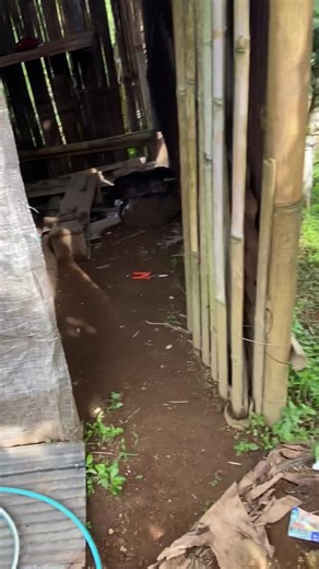 Sukses Bersama Kangoin: Motivasi dan Harapan