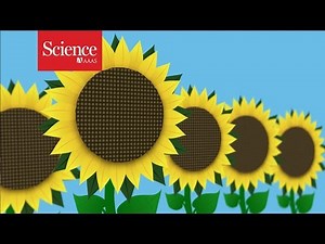 The Mystery Of Why Sunflowers Turn To Follow The Sun — Solved
