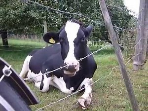 Dramatic Cow