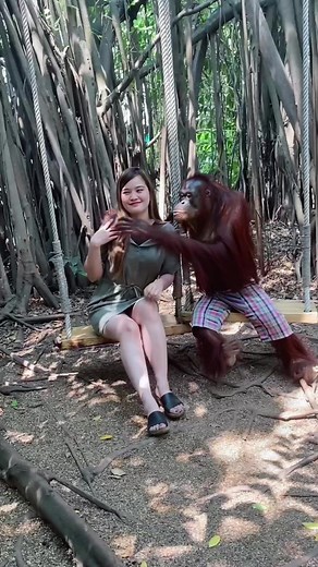Orangutan's Love in Thailand Safari World | Animals Grabs Woman | Pelusín's Affection