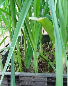 How To Grow Leeks On The Balcony, High Yield And Easy For Beginners | Home & Garden | Facebook