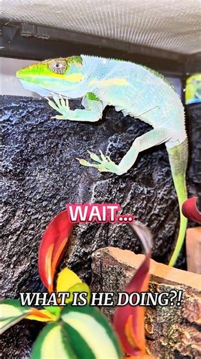 My Lizard Ate His Own Skin?! 😳🦎 #Shorts #Reptile #Lizard #ExoticPets #nature