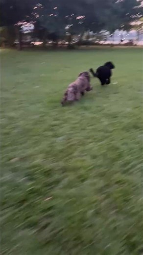 Dogs ruinning fast #dogs #running #fast #vlog #dogshorts