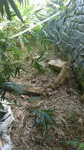 42K views · 443 reactions | Almost 7 months ago we did this 20 foot tall MSE wall in the height of the rainy season at 1/4 the cost of the concrete version | Bilda Boyz Construction Services Ltd. | Facebook