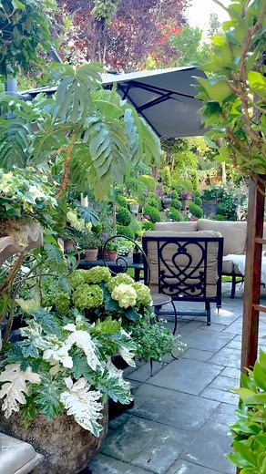 Plant Lover on Instagram: "Midsummer is a beautiful time of the year in my garden. I truly enjoy the personal oasis of my container plants. One of my favorites is Whitewater Variegated Bear’s Breeches (Grecian Pattern Plant, Acanthus Mollis ‘Whitewater’). I love this plant, maybe because the leaf pattern was used extensively in Greek architecture. Sure is brightening my shaded area with its beautiful variegated green foliage, marked with pink, cream, and white colour. It is a gorgeous architectu