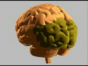 How human brain works - Control and Coordination Video Lecture - Class 10