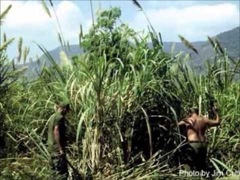 Swallow Migration: Geographical Journey Video Resource