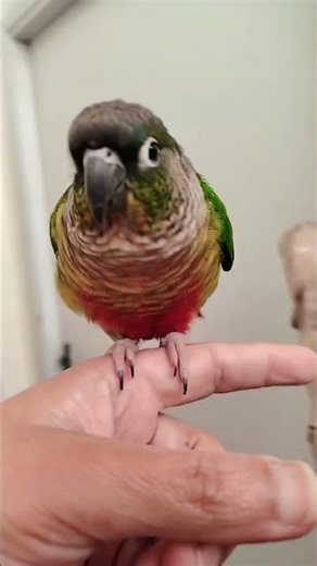 🦜 Marble the Conure: Cutest Moments Caught on Camera! ❤️ #cockatielscraze #cutealert #cutepets