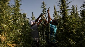 Cannabis legislation is being used as a ‘political pawn,’ Entourage Effect Capital partner says