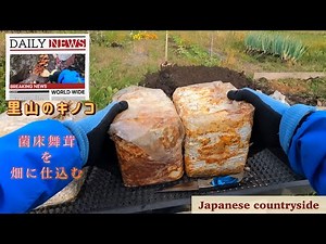 舞茸菌床を畑に仕込んでみた ２０２５年里山のキノコ狩り