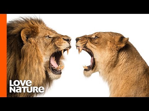 Lion Prides Battle for Supremacy