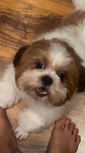 89K views · 3.2K reactions | Shihtzu ou Lhasa Apso ? 樂 #caesdoinstagram #PetsFelizes #caes #caesbrasil #shihtzu #cachorrosdobrasil #shihtzusofinstagram #shihtzubrasil | Explore Aq | Facebook