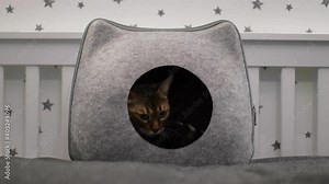 Video of a domestic Bengal cat climbing into a cat house.