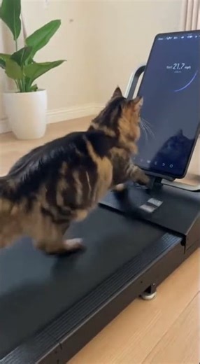 Cat Operates Treadmill Control Panel and Starts Running #cats #funny #cute #adorable #animals #pets