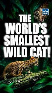 World’s Smallest Wild Cat Spotted in Delhi-NCR! | Rusty-Spotted Cat | UPSC | NEXT IAS