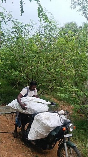 கோயம்பேடு செல்லும் முருங்கைக்காய் மூடை#shorts#viral #drumstick #farming #koyambedu #market