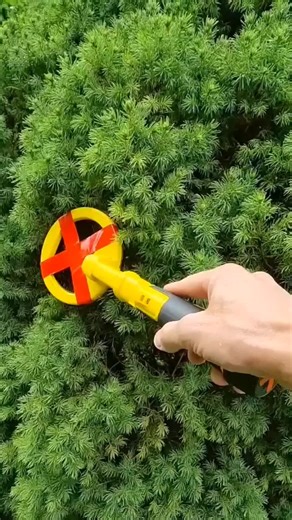 Beach Finds: ASMR Experience in Viral Video