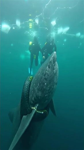 How Did a Tire Get Around This Giant Shark? 😱 | Arctic Ocean Rescue