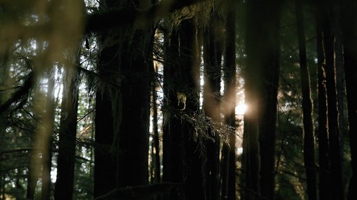 10,000+ Free Forest Stock Videos - Pixabay