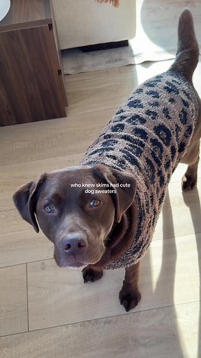 Cute Dog Sweaters: Who Knew They Were This Adorable?