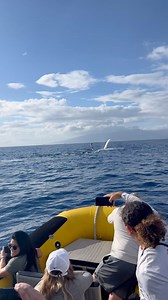 427 reactions · 11 shares | Still lots of whale action out there!! #whale #whales #humpbackwhale #whalewatching #whalewatch #photographer #closeencounter #boatlife #lovetheocean #wildlife #wildlifeofinstagram #animallovers #visitmaui #visithawaii #maui #hawaii #tourist #hawaiistagram #lahaina #wildlifephotographer #wildlifephotography #kaanapali #mauilife #hawaiilife #ultimatewhalewatch | Ultimate Whale Watch & Snorkel | Facebook