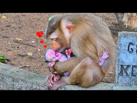 Sweetest gesture! Mama monkey gently kiss her newborn baby with love