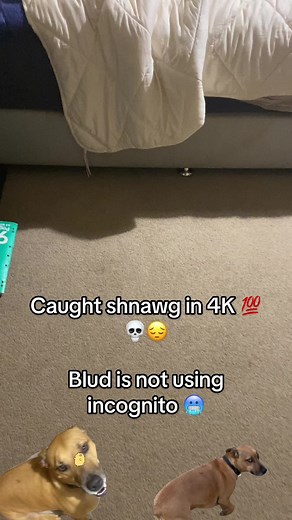 Understanding the Shnawg Meme: Explained in Detail