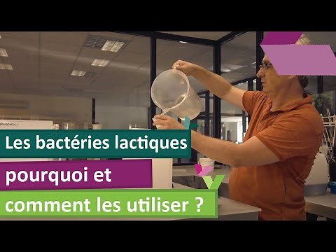 Les bactéries lactiques : pourquoi et comment les utiliser ?