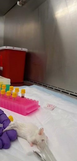 Intramuscular (IM) injection in mice