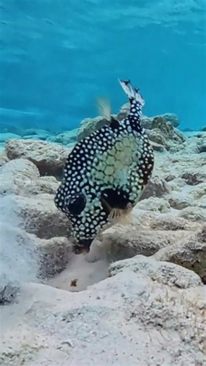 Amazing Tiny beach Creature Caught Searching for Food in the Sand | Ocean Wildlife Encounter