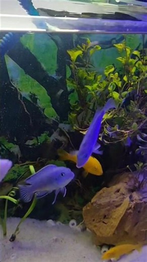 Experiment 🧐 Cichlid In Planted Tank | My Friendly Malawi Cichlid ❤️