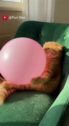 Orange Cat’s Reaction to Balloon Popping—Laughing Non-Stop! 🤣#funny #shorts #exlittlebeans
